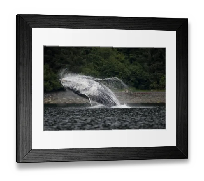 Framed Print : USA, Alaska, Angoon, Humpback Whale (Megaptera novaengliae) breaching in Chatham Framed Print : USA, Alaska, Angoon, Humpback Whale (Megaptera novaengliae) breaching in Chatham