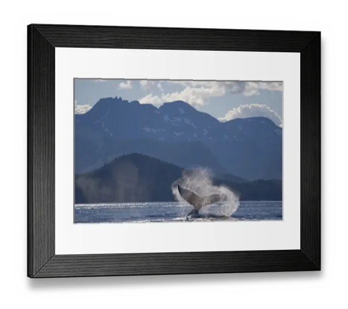 Framed Print : USA, Alaska, Angoon, Humpback Whale (Megaptera novaengliae) slapping tail in Chatham