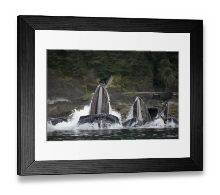 Framed Print : USA, Alaska, Angoon, Humpback Whales (Megaptera novaengliae) lunging from water while Framed Print : USA, Alaska, Angoon, Humpback Whales (Megaptera novaengliae) lunging from water while