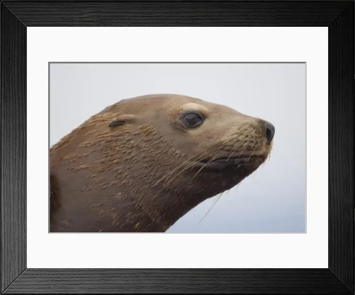 Framed Print : USA, Alaska, Angoon, Steller sea lion (Eumetopias jubatus) resting along Chatham