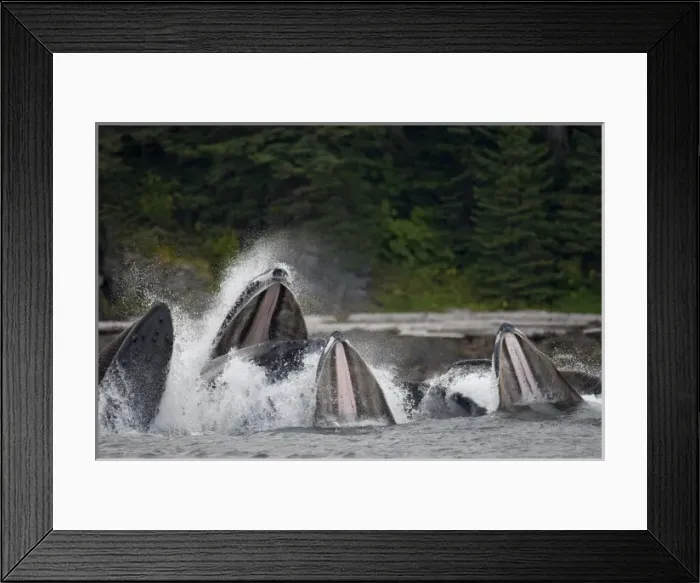 Framed Print : USA, Alaska, Angoon, Humpback Whales (Megaptera novaengliae) open mouths as they Framed Print : USA, Alaska, Angoon, Humpback Whales (Megaptera novaengliae) open mouths as they