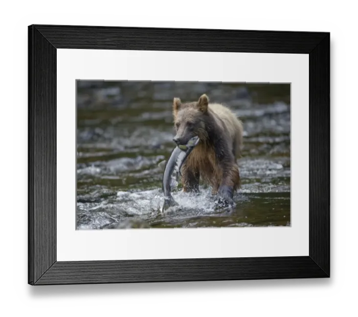 Framed Print : USA, Alaska, Brown (Grizzly) Bear (Ursus arctos) carries Sockeye Salmon (Oncorhynchus Framed Print : USA, Alaska, Brown (Grizzly) Bear (Ursus arctos) carries Sockeye Salmon (Oncorhynchus
