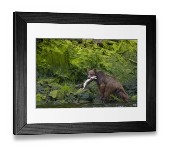 Framed Print : USA, North America, Alaska