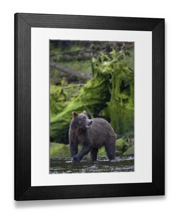 Framed Print : USA, North America, Alaska