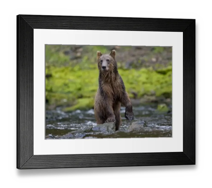 Framed Print : USA, North America, Alaska Framed Print : USA, North America, Alaska