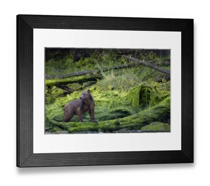 Framed Print : USA, North America, Alaska Framed Print : USA, North America, Alaska