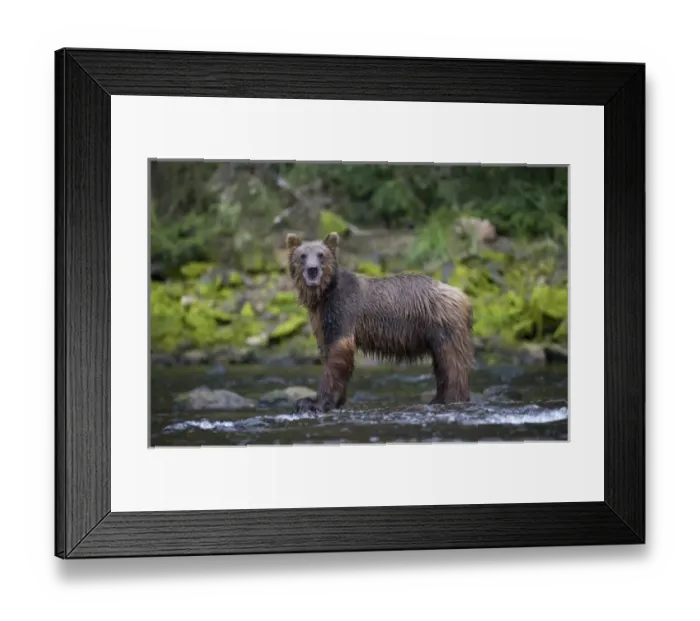 Framed Print : USA, North America, Alaska