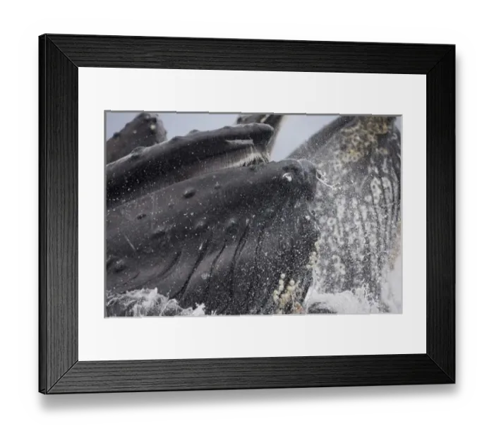 Framed Print : USA, Alaska, Close-up detail of Humpback Whale (Megaptera novaengliae) lunging