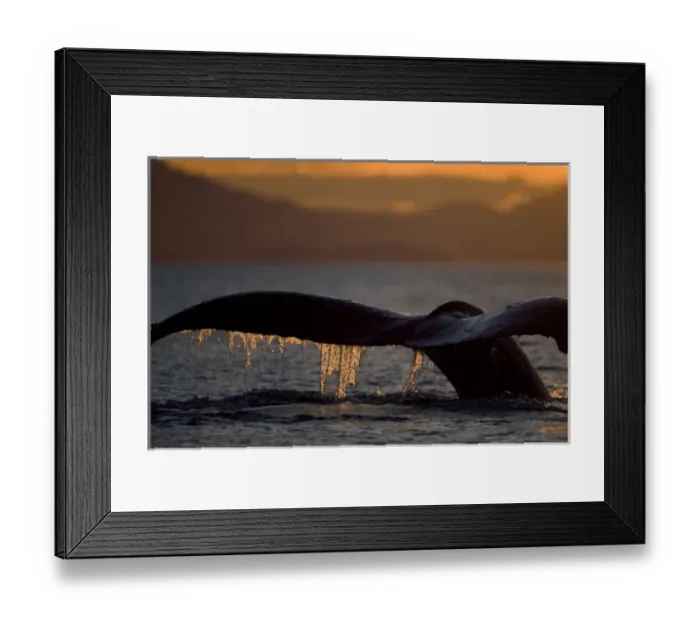 Framed Print : USA, Alaska, Close-up of Humpback Whale (Megaptera novaengliae) raising its tail