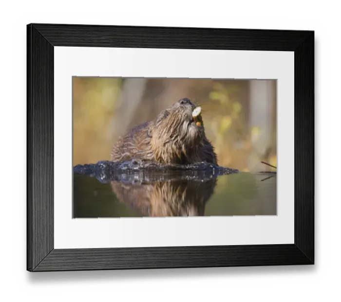 Framed Print : USA, North America, Alaska Framed Print : USA, North America, Alaska