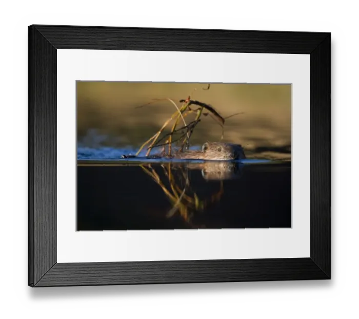 Framed Print : USA, Alaska, Denali National Park, Beaver (Castor canadensis) swimming with branch