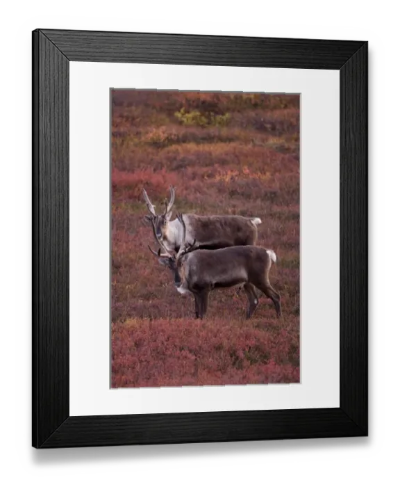 Framed Print : USA, Alaska, Denali National Park, Caribou (Rangifer tarandus) resting at dusk Framed Print : USA, Alaska, Denali National Park, Caribou (Rangifer tarandus) resting at dusk