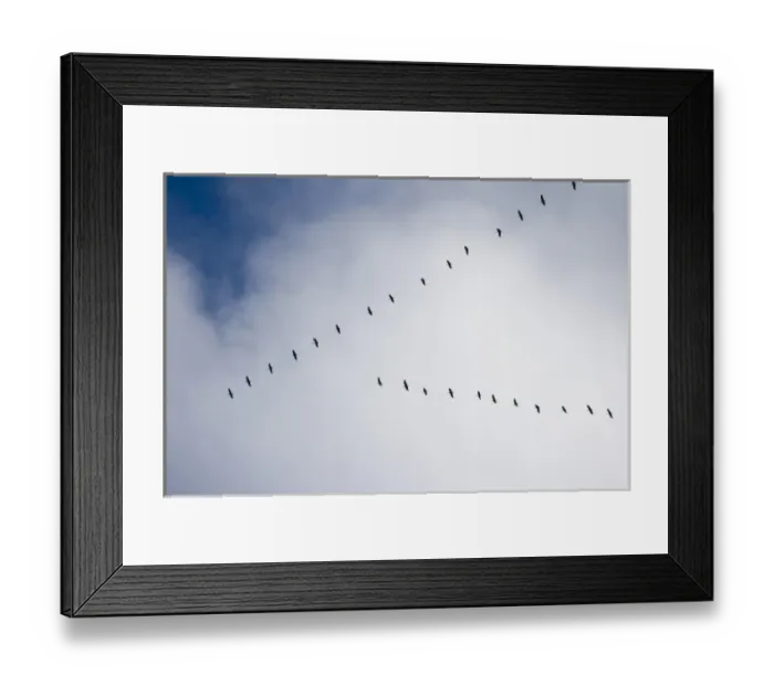 Framed Print : USA, Alaska, Denali National Park, Sandhill Cranes (Grus canadensis) flying south Framed Print : USA, Alaska, Denali National Park, Sandhill Cranes (Grus canadensis) flying south