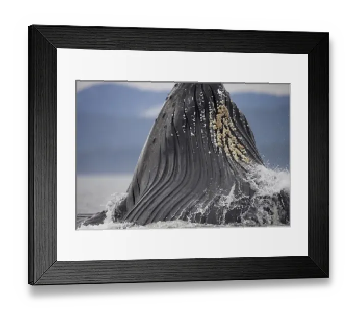 Framed Print : USA, Alaska, Detail of Ventral Pleats in throat of Humpback Whale (Megaptera novaengliae)