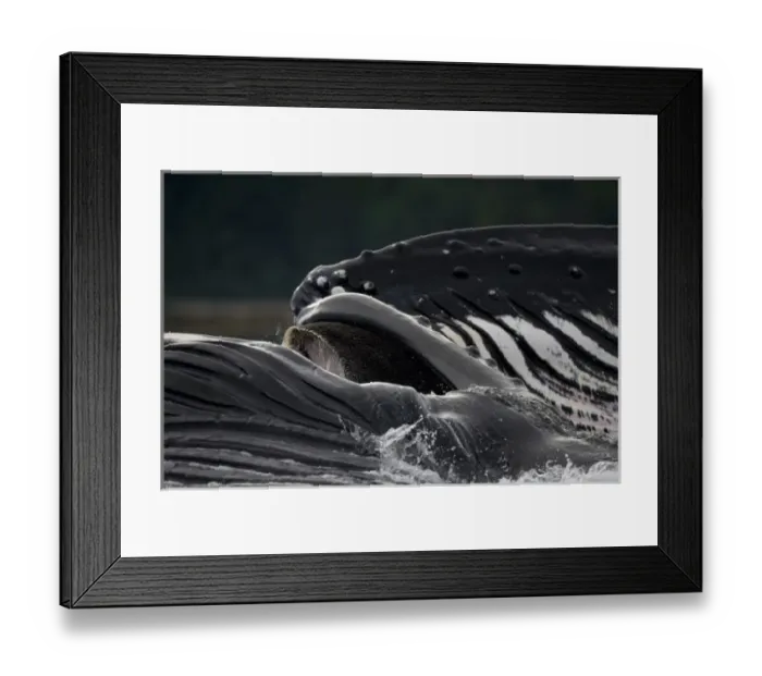 Framed Print : USA, Alaska, Detail of Ventral Pleats in throat of Humpback Whale (Megaptera novaengliae) Framed Print : USA, Alaska, Detail of Ventral Pleats in throat of Humpback Whale (Megaptera novaengliae)