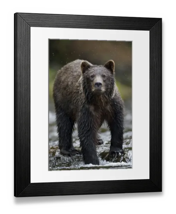 Framed Print : USA, Alaska, Freshwater Bay, Brown (Grizzly) Bear fishing for spawning Sockeye Salmon