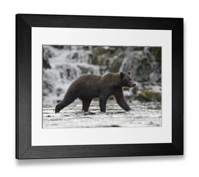 Framed Print : USA, Alaska, Freshwater Bay, Brown (Grizzly) Bear walking beneath waterfall while