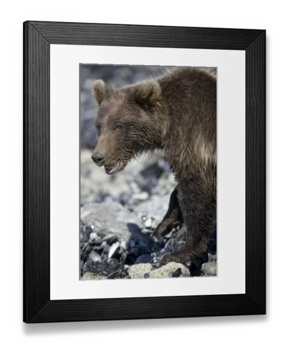 Framed Print : USA, Alaska, Glacier Bay National Park, Brown (Grizzly) Bear cub (Ursus arctos) looking
