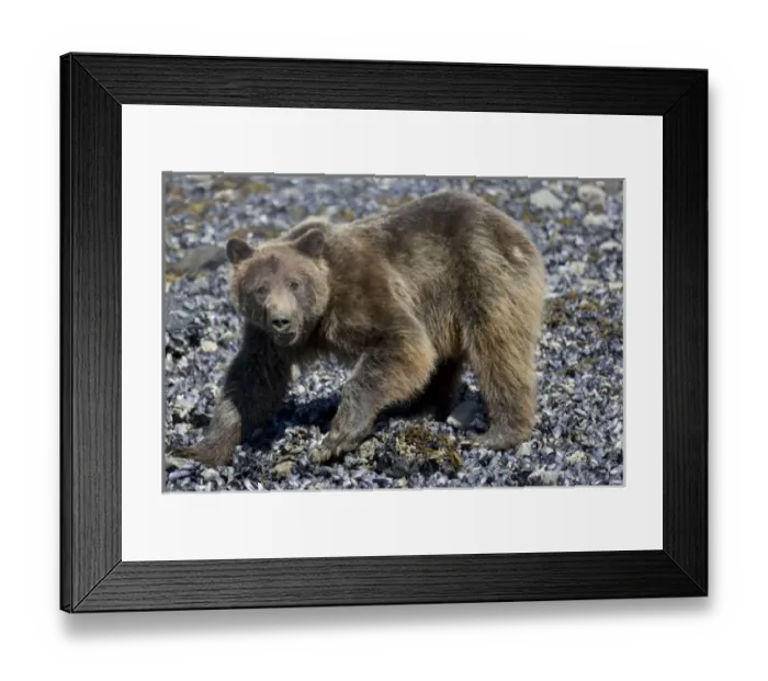 Framed Print : USA, North America, Alaska
