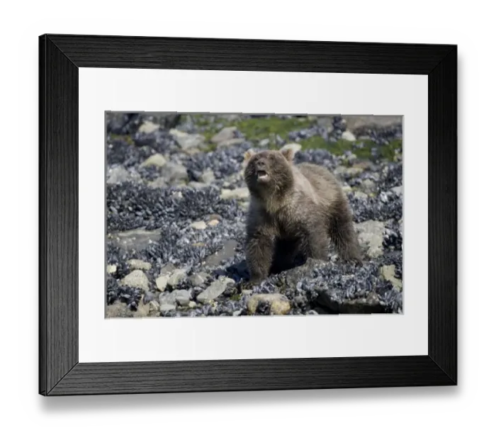 Framed Print : USA, Alaska, Glacier Bay National Park, Brown (Grizzly) Bear cub (Ursus arctos) sniffs air Framed Print : USA, Alaska, Glacier Bay National Park, Brown (Grizzly) Bear cub (Ursus arctos) sniffs air
