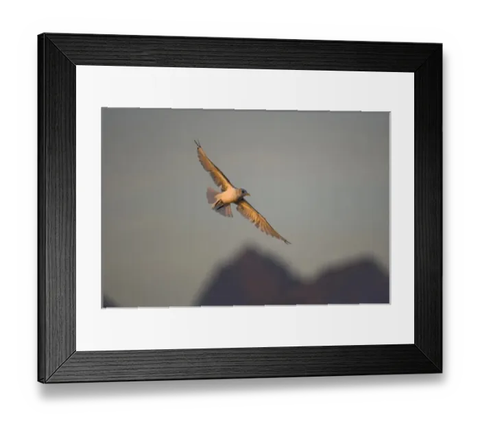 Framed Print : USA, Alaska, Glacier Bay National Park, Mew Gull (Larus canus) hovering in flight