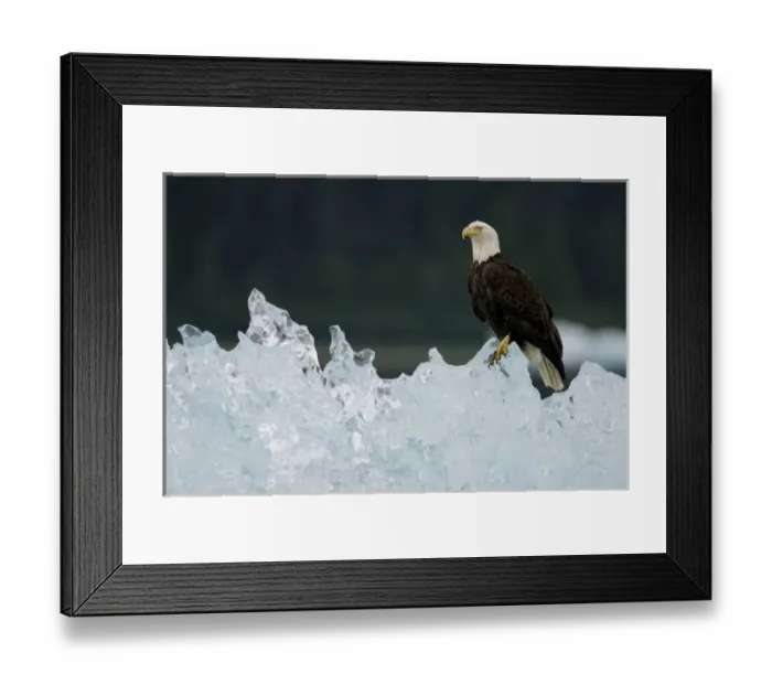 Framed Print : USA, Alaska, Holkham Bay, Bald Eagle (Haliaeetus leucocephalus) resting on iceberg Framed Print : USA, Alaska, Holkham Bay, Bald Eagle (Haliaeetus leucocephalus) resting on iceberg