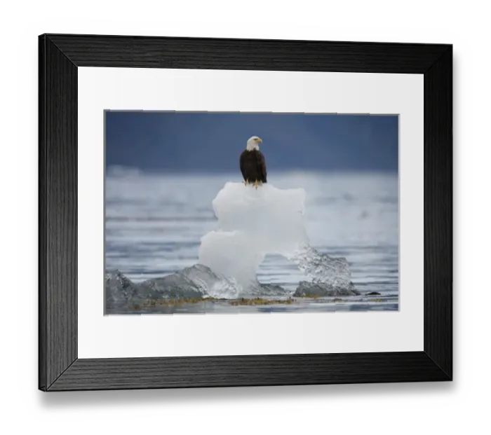 Framed Print : USA, Alaska, Holkham Bay, Bald Eagle (Haliaeetus leucocephalus) sitting on iceberg