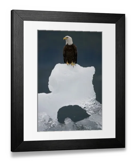Framed Print : USA, Alaska, Holkham Bay, Bald Eagle (Haliaeetus leucocephalus) sitting on iceberg