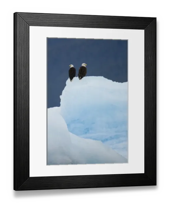 Framed Print : USA, Alaska, Holkham Bay, Bald Eagles (Haliaeetus leucocephalus) on iceberg Framed Print : USA, Alaska, Holkham Bay, Bald Eagles (Haliaeetus leucocephalus) on iceberg
