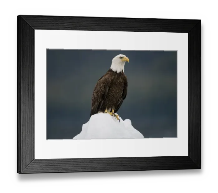 Framed Print : USA, Alaska, Holkham Bay, Bald Eagle (Haliaeetus leucocephalus) sitting on iceberg Framed Print : USA, Alaska, Holkham Bay, Bald Eagle (Haliaeetus leucocephalus) sitting on iceberg