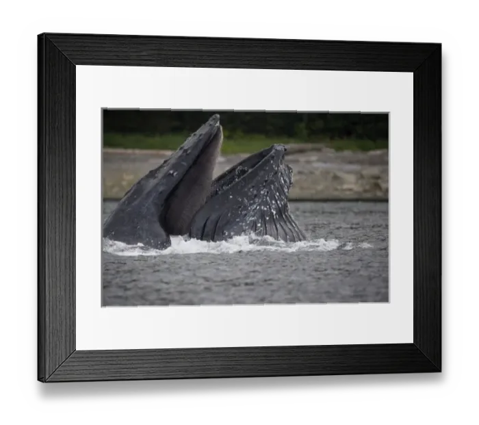 Framed Print : USA, Alaska, Hoonah, Close-up of Humpback Whale (Megaptera novaengliae) lunging Framed Print : USA, Alaska, Hoonah, Close-up of Humpback Whale (Megaptera novaengliae) lunging