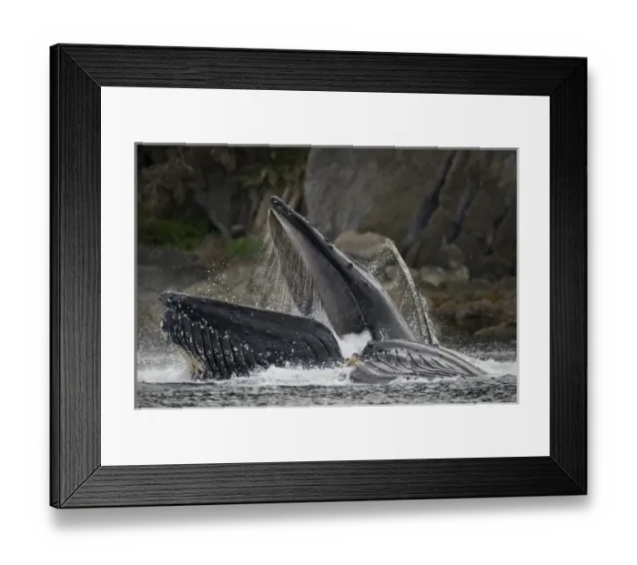 Framed Print : USA, Alaska, Hoonah, Close-up of Humpback Whale (Megaptera novaengliae) lunging Framed Print : USA, Alaska, Hoonah, Close-up of Humpback Whale (Megaptera novaengliae) lunging