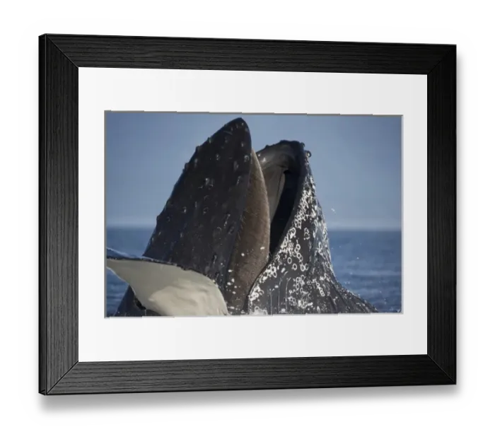Framed Print : USA, Alaska, Hoonah, Close-up of Humpback Whale (Megaptera novaengliae) lunging Framed Print : USA, Alaska, Hoonah, Close-up of Humpback Whale (Megaptera novaengliae) lunging