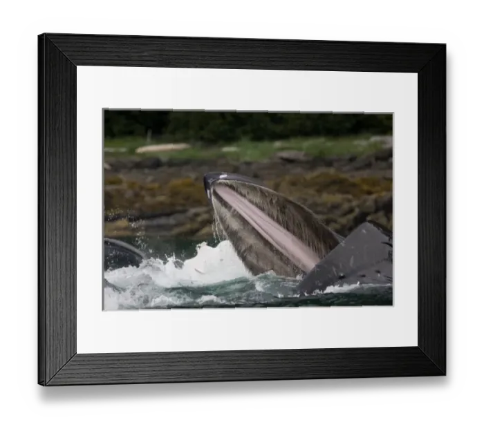 Framed Print : USA, Alaska, Hoonah, Humpback Whale (Megaptera novaengliae) opening mouth as it lunges