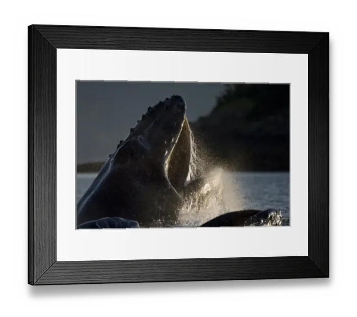 Framed Print : USA, Alaska, Hoonah, Close-up of Humpback Whale (Megaptera novaengliae) lunging