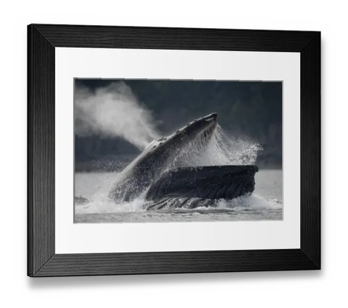 Framed Print : USA, Alaska, Hoonah, Humpback Whale (Megaptera novaengliae) opens mouth while lunging Framed Print : USA, Alaska, Hoonah, Humpback Whale (Megaptera novaengliae) opens mouth while lunging
