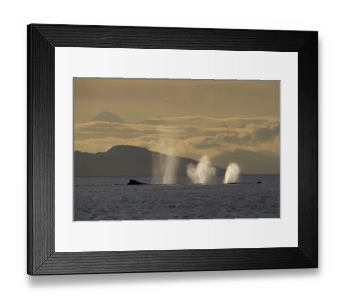 Framed Print : USA, North America, Alaska Framed Print : USA, North America, Alaska
