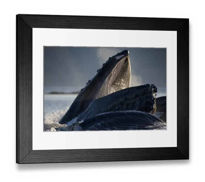 Framed Print : USA, Alaska, Hoonah, Humpback Whales (Megaptera novaengliae) lunge from water while Framed Print : USA, Alaska, Hoonah, Humpback Whales (Megaptera novaengliae) lunge from water while