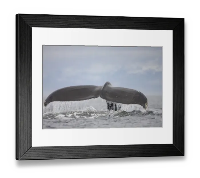 Framed Print : USA, Alaska, Humpback Whale (Megaptera novaengliae) lifts tail while sounding in Framed Print : USA, Alaska, Humpback Whale (Megaptera novaengliae) lifts tail while sounding in
