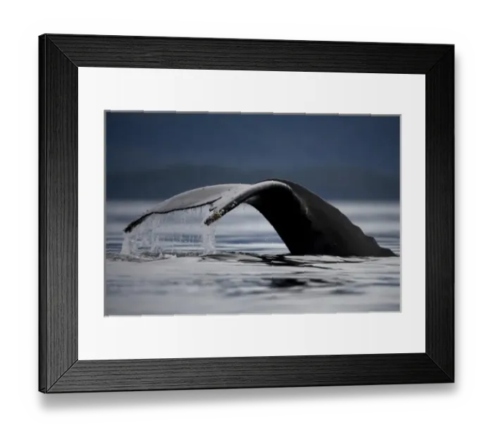 Framed Print : USA, Alaska, Humpback Whale (Megaptera novaengliae) lifts tail while sounding in