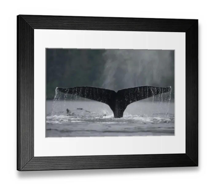 Framed Print : USA, Alaska, Humpback Whale (Megaptera novaengliae) lifts tail while sounding in Framed Print : USA, Alaska, Humpback Whale (Megaptera novaengliae) lifts tail while sounding in