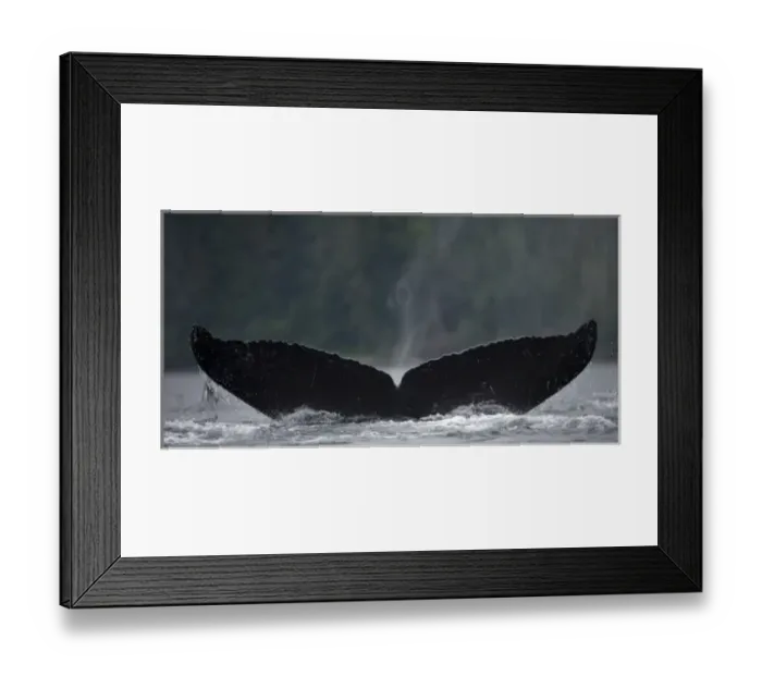 Framed Print : USA, Alaska, Humpback Whale (Megaptera novaengliae) lifts tail while sounding in Framed Print : USA, Alaska, Humpback Whale (Megaptera novaengliae) lifts tail while sounding in