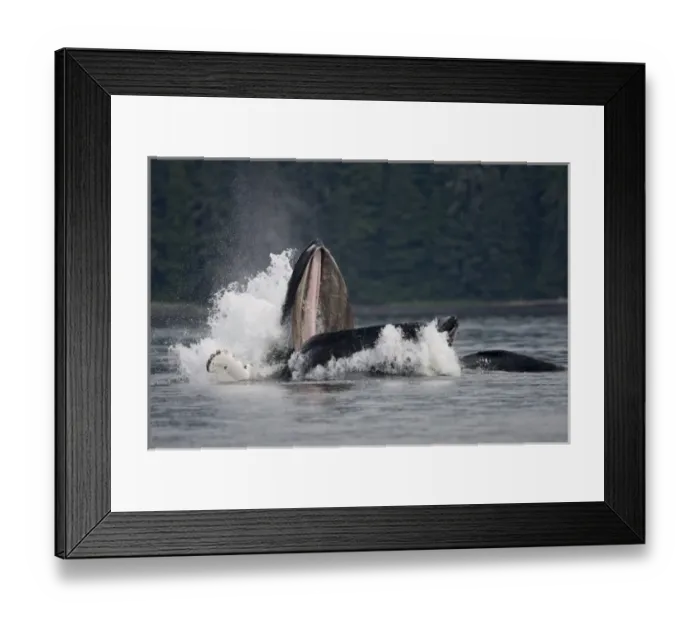 Framed Print : USA, Alaska, Humpback Whale (Megaptera novaengliae) opens mouth and lunges while Framed Print : USA, Alaska, Humpback Whale (Megaptera novaengliae) opens mouth and lunges while