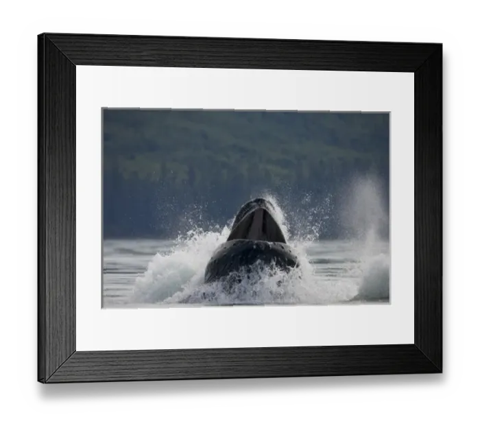 Framed Print : USA, Alaska, Humpback Whale (Megaptera novaengliae) lunges while bubble net feeding