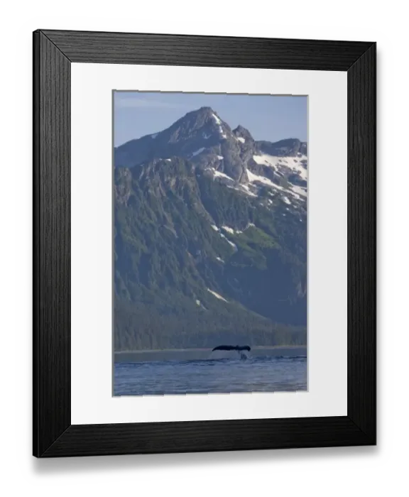 Framed Print : USA, Alaska, Humpback Whale (Megaptera novaengliae) raises tail while diving Framed Print : USA, Alaska, Humpback Whale (Megaptera novaengliae) raises tail while diving