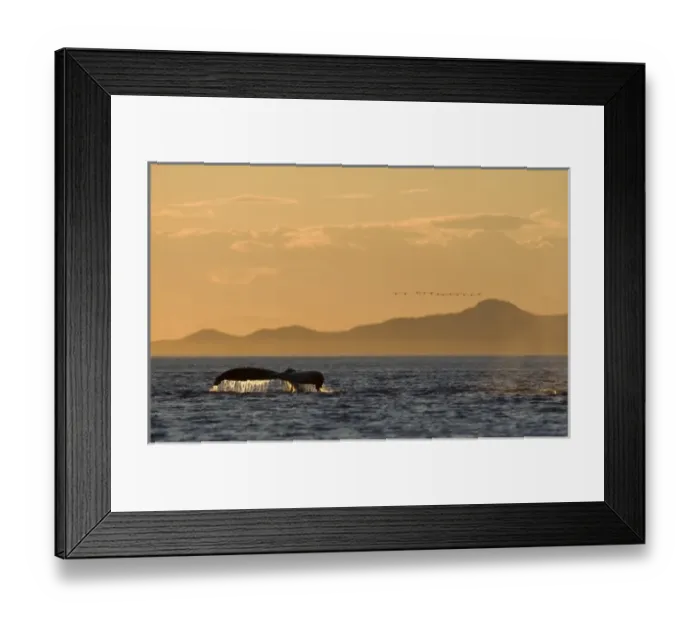 Framed Print : USA, North America, Alaska