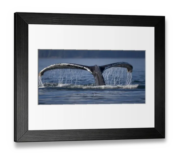 Framed Print : USA, Alaska, Humpback Whale (Megaptera novaengliae) raises tail while diving