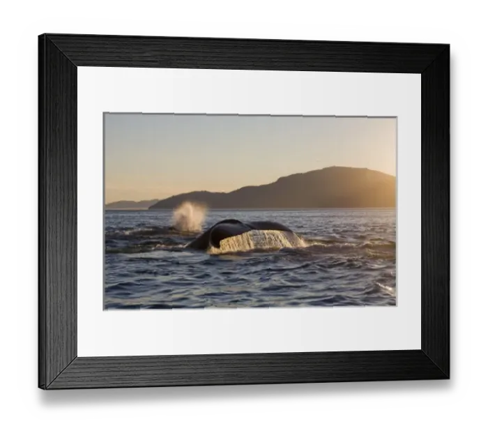 Framed Print : USA, Alaska, Humpback Whale (Megaptera novaengliae) raises tail while sounding along