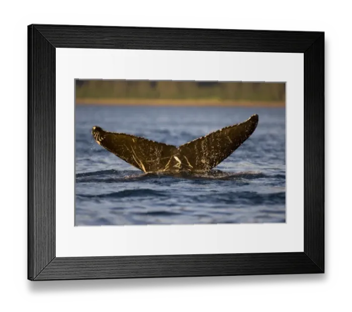 Framed Print : USA, Alaska, Humpback Whale (Megaptera novaengliae) raises tail while sounding along Framed Print : USA, Alaska, Humpback Whale (Megaptera novaengliae) raises tail while sounding along