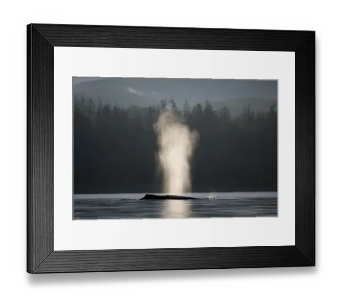 Framed Print : USA, Alaska, Humpback Whale (Megaptera novaengliae) sends up spout of spray while Framed Print : USA, Alaska, Humpback Whale (Megaptera novaengliae) sends up spout of spray while